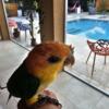 White bellied caiques