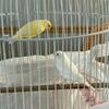 Male and female Canaries