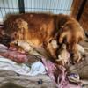 Golden retriever puppies