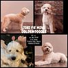 Mini Goldendoodle F1b Stud Health Tested