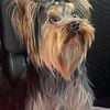 AKC Yorkshire Terrier Proven "stud only" 3.75 lbs