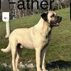 Free Brindle Cane Corso/Kangal Male Puppy