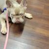 Isabella Frenchie Bulldog