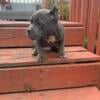 Pocket American bully pup available