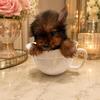 Chocolate male yorkie