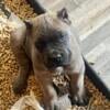 AKC formentino cane corso male