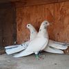 iraqi pigeons for sale Anabersra