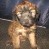 Dashing loving wheatens