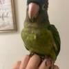 Baby blue crown conure for sale last baby of the season