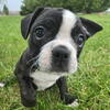 CHOSEN!!   Frenchton - Kennedy