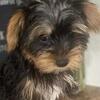 Beautiful Yorkie