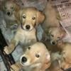 AKC Golden Retriever puppies 