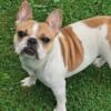 1 Yr Old Female French Bulldog