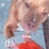 Full Bred Pit Bull Puppies from 3yr old Red Nose Pit Bull. First and last litter.