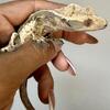 Crested Geckos