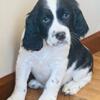 AKC classic English springer spaniel puppies!