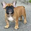 Boris French Bulldog