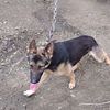 AKC German Shepherd up for Stud