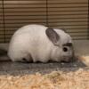 Two male chinchillas