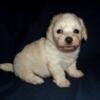 Mich Harry - Male MaltiPoo (Toy Poodle/Maltese) non-shedding, about 6 lbs when grown