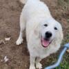 Great Pyrenees puppies