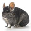 2 Year Old Medium Ebony Male Chinchilla Up for Adoption  