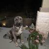 Central Asian Shepherd/ Gampr puppies