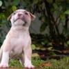 American Bully Puppy - Meet Lightening