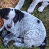 2 very handsome male  heeler pups