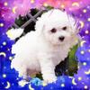 Bichon Frise  Non Shedding CKC Puppies