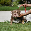 American bully 8 months old 