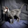 Cornish Rex Kittens Available for Sale. TICA Registered.