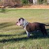 Pocket Bully 