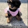 PRINCESS TEACUP TOY POODLE