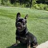 Male French bulldog puppy available 
