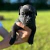 Last male Staffordshire bull terrier puppy