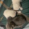 Thai blood kittens