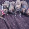 Akc boxer puppies brindle