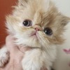 TWO Little Kittens pure persian cfa
