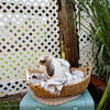Holland Lop Boy
