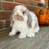 Broken Cream Holland Lop Doe