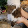 Shih Tzu puppies for sale