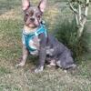5 month old Frenchie boys