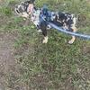 (Brownie) French Bulldog/ American Bully