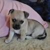 Male Chihuahua 8 weeks old