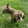 Fawn Merle Female - 2yrs