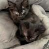 Maine coon mix kittens 