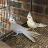 White Cockatiel babies