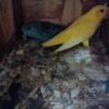 Lineolated parakeet for sale