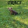 Traci Female Shorkie Puppy